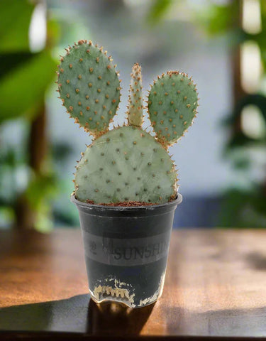 Cactus Tailong Wood Decoration